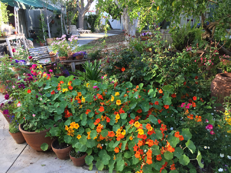 Nasturtiums
