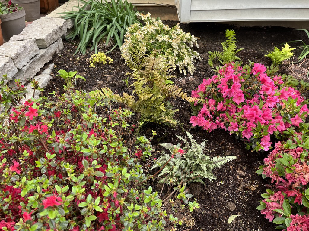 Azalea garden