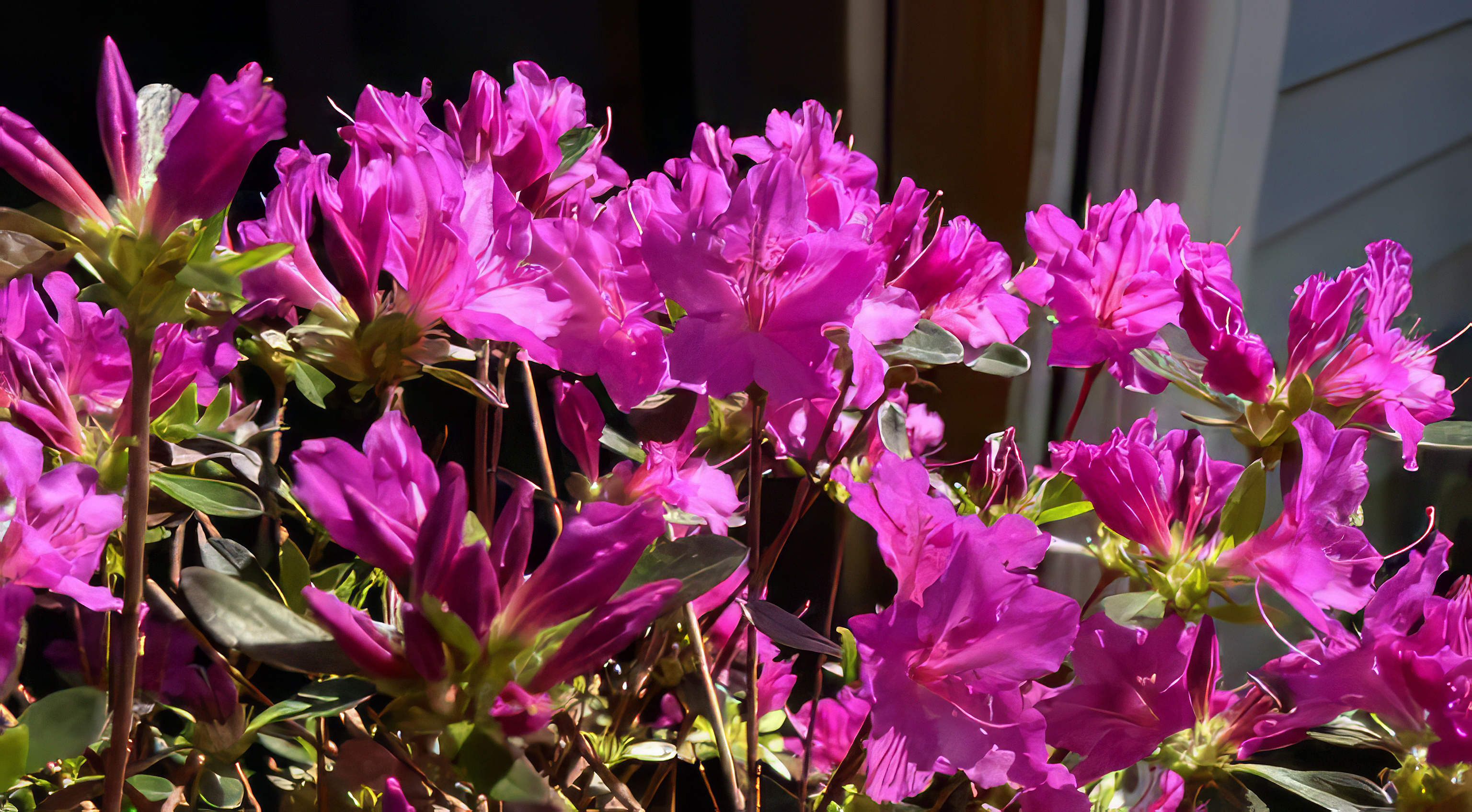 Azalea Karen