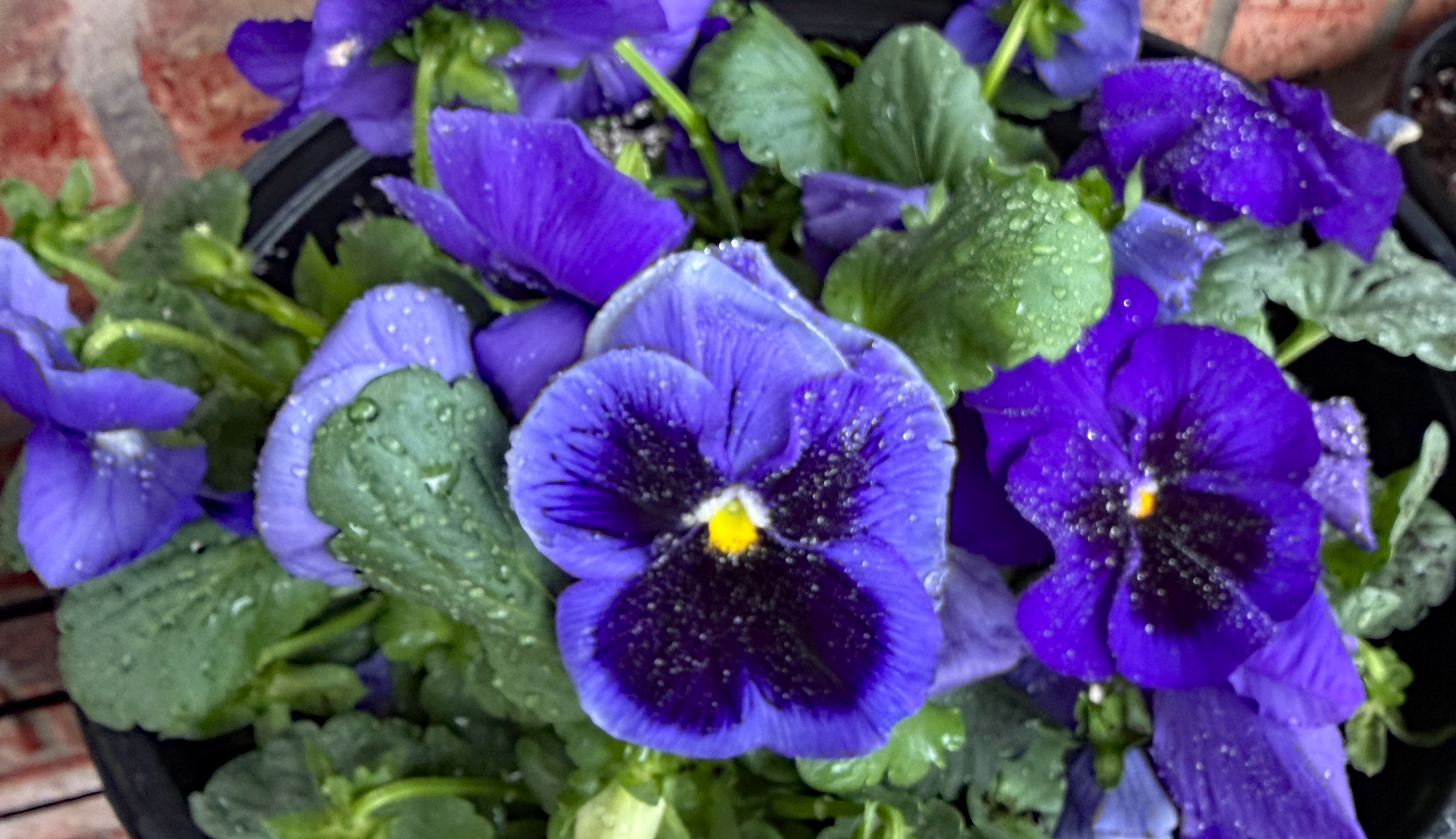 Blue pansiesx