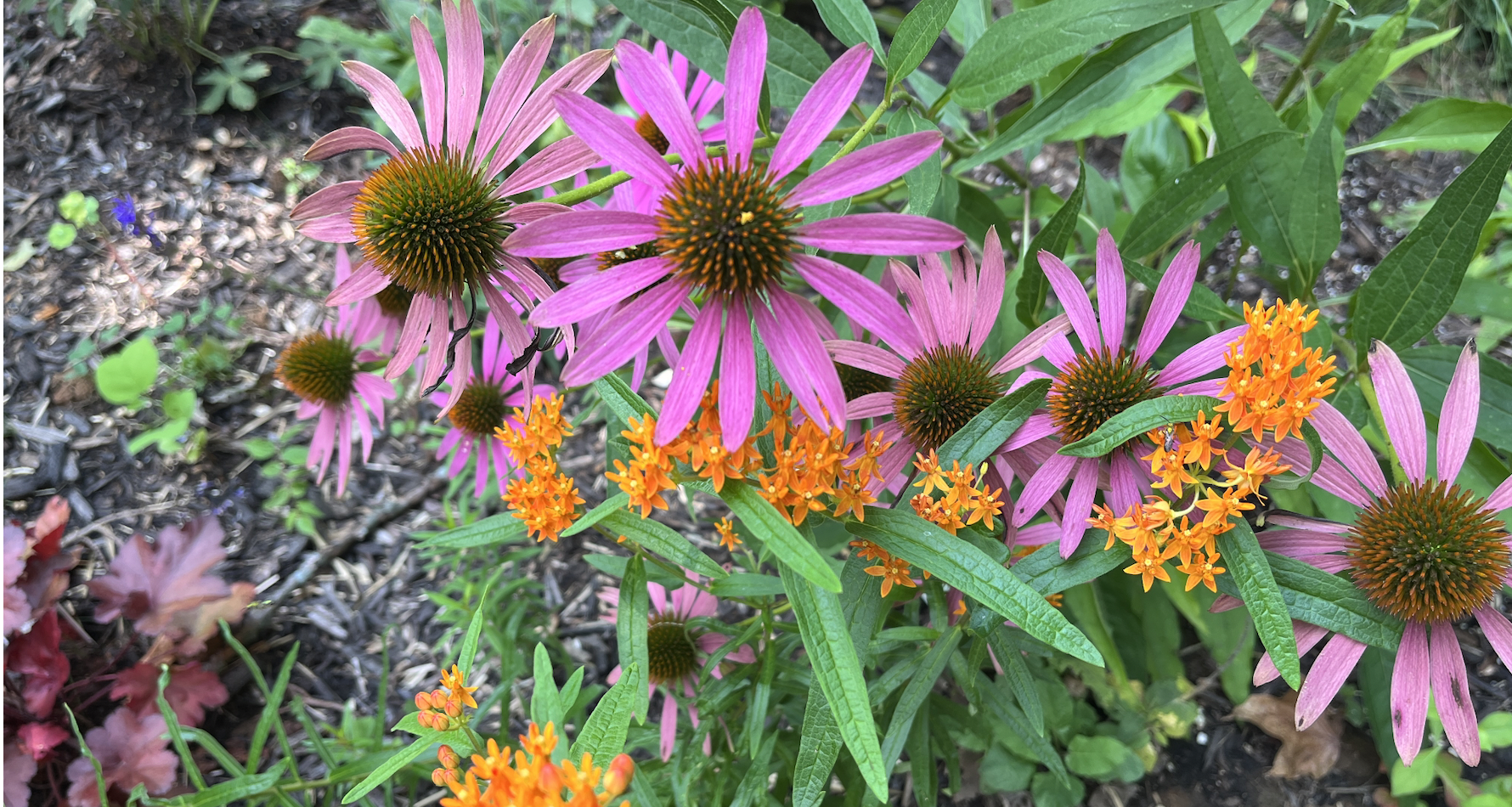 Butterfly garden