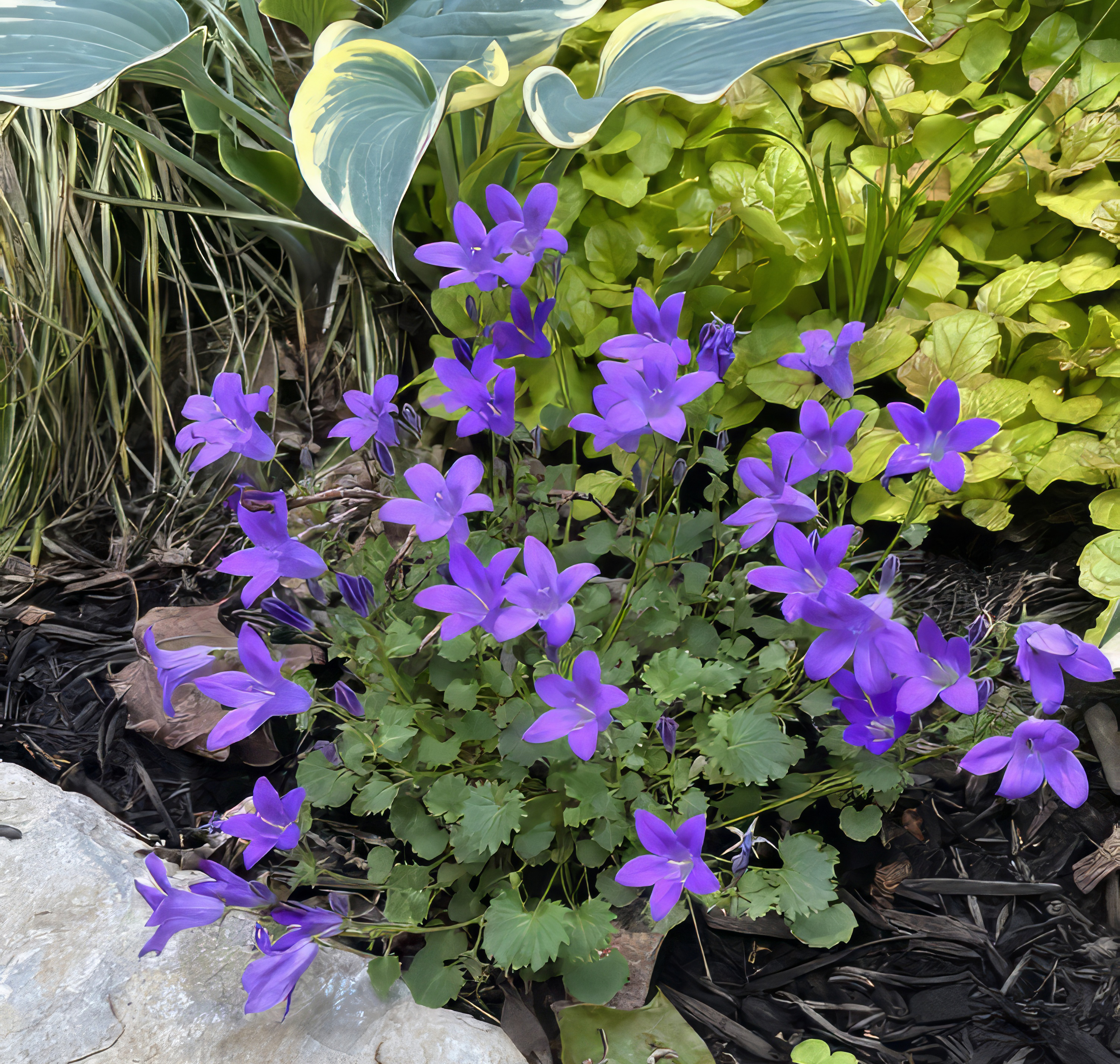 Campanula 'Catharine'
