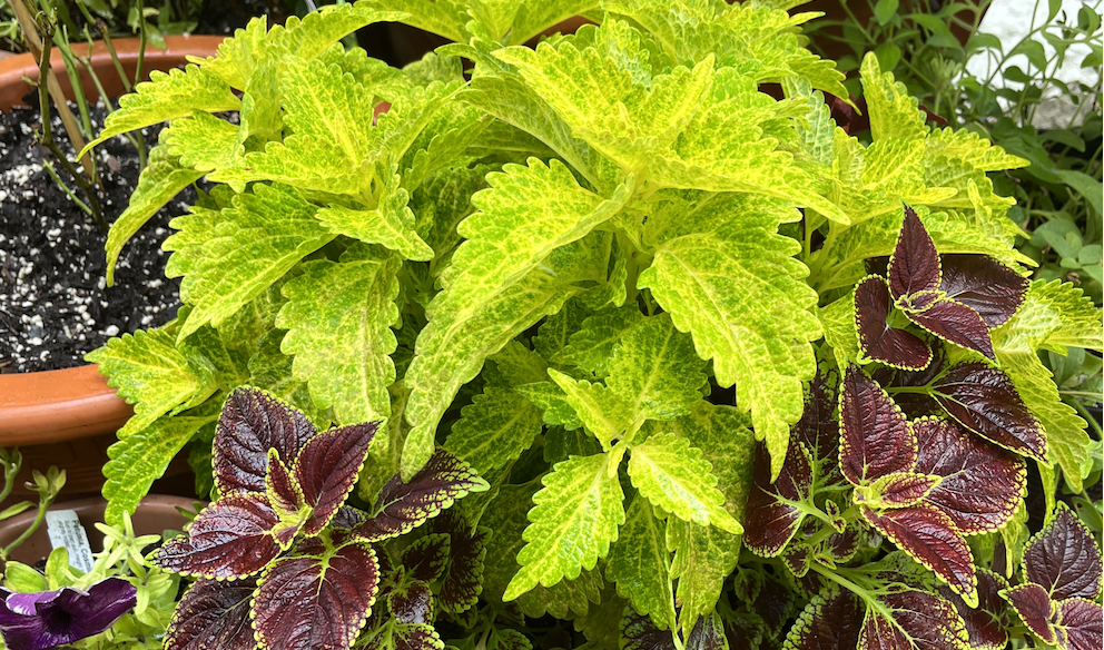 Coleus