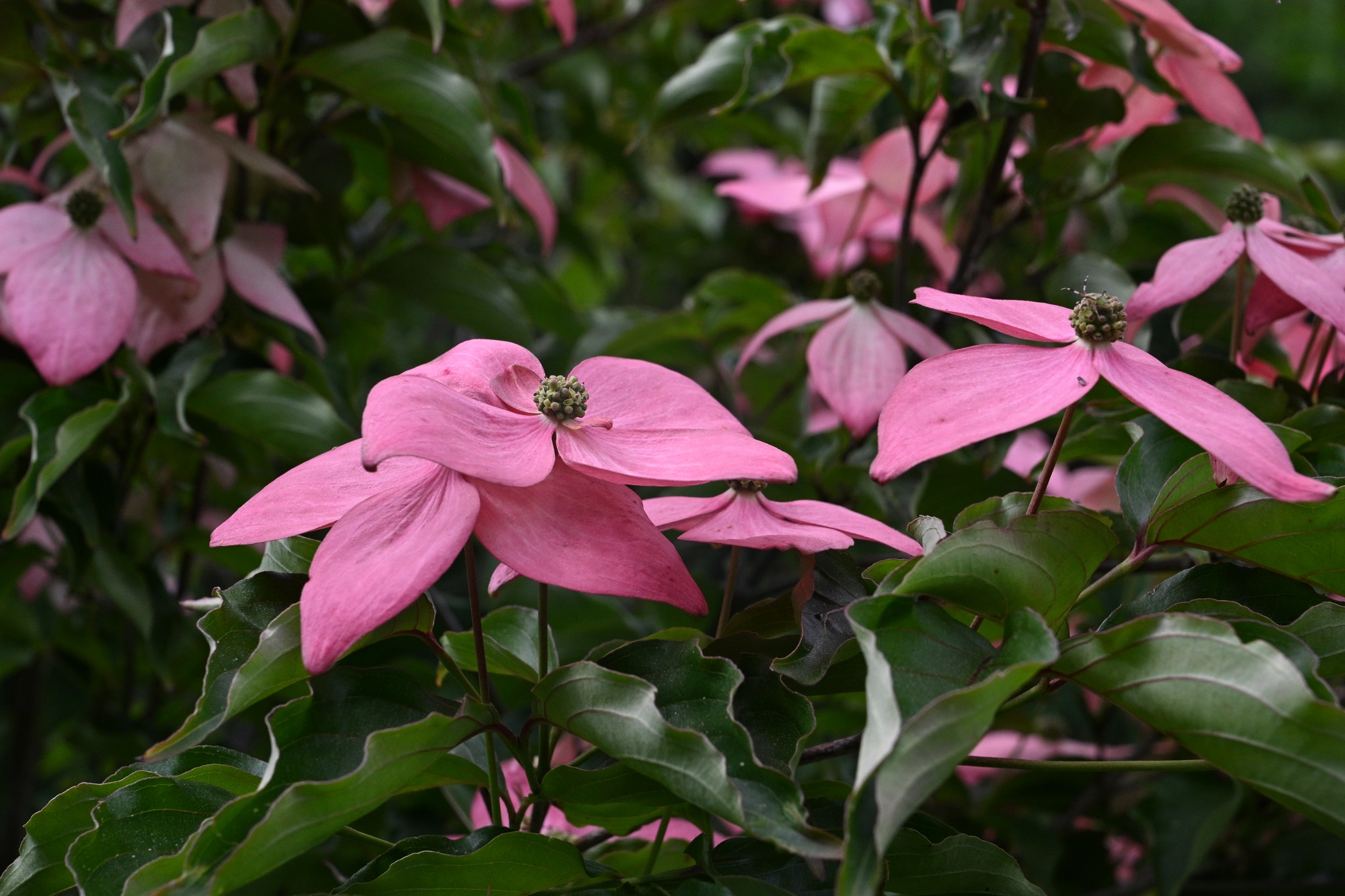 Cornus kousa