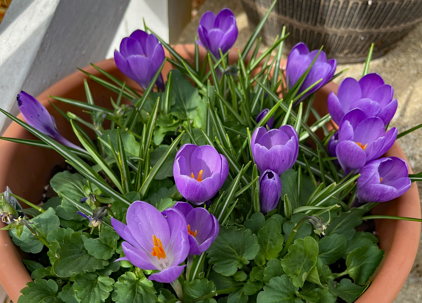 Crocus Aqua