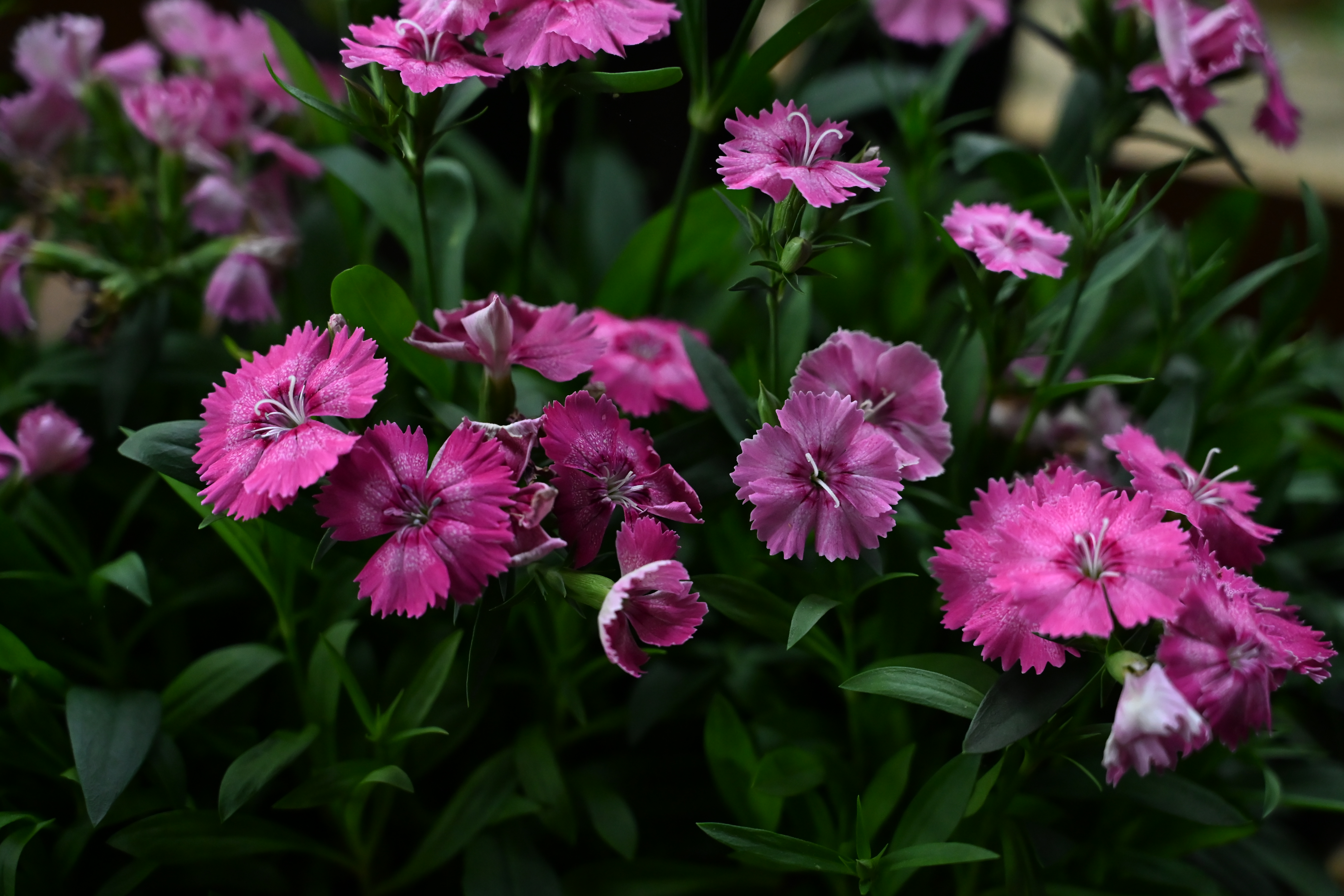 Dianthus Telstar Pink