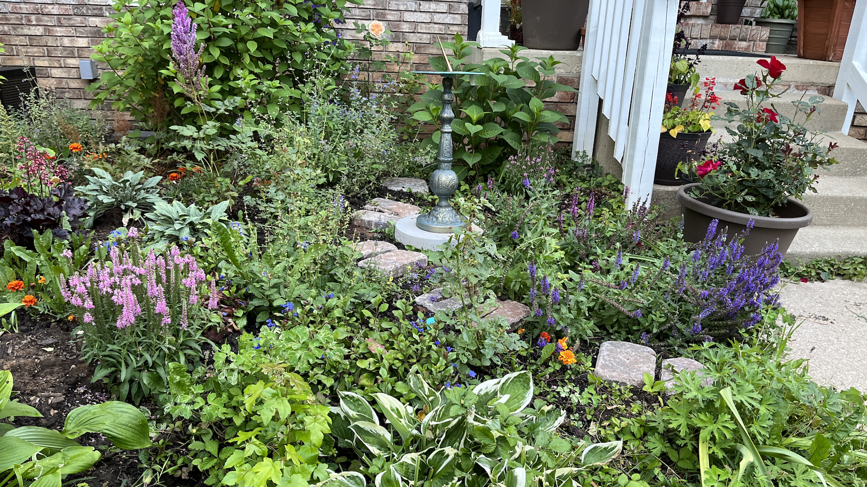 front garden June