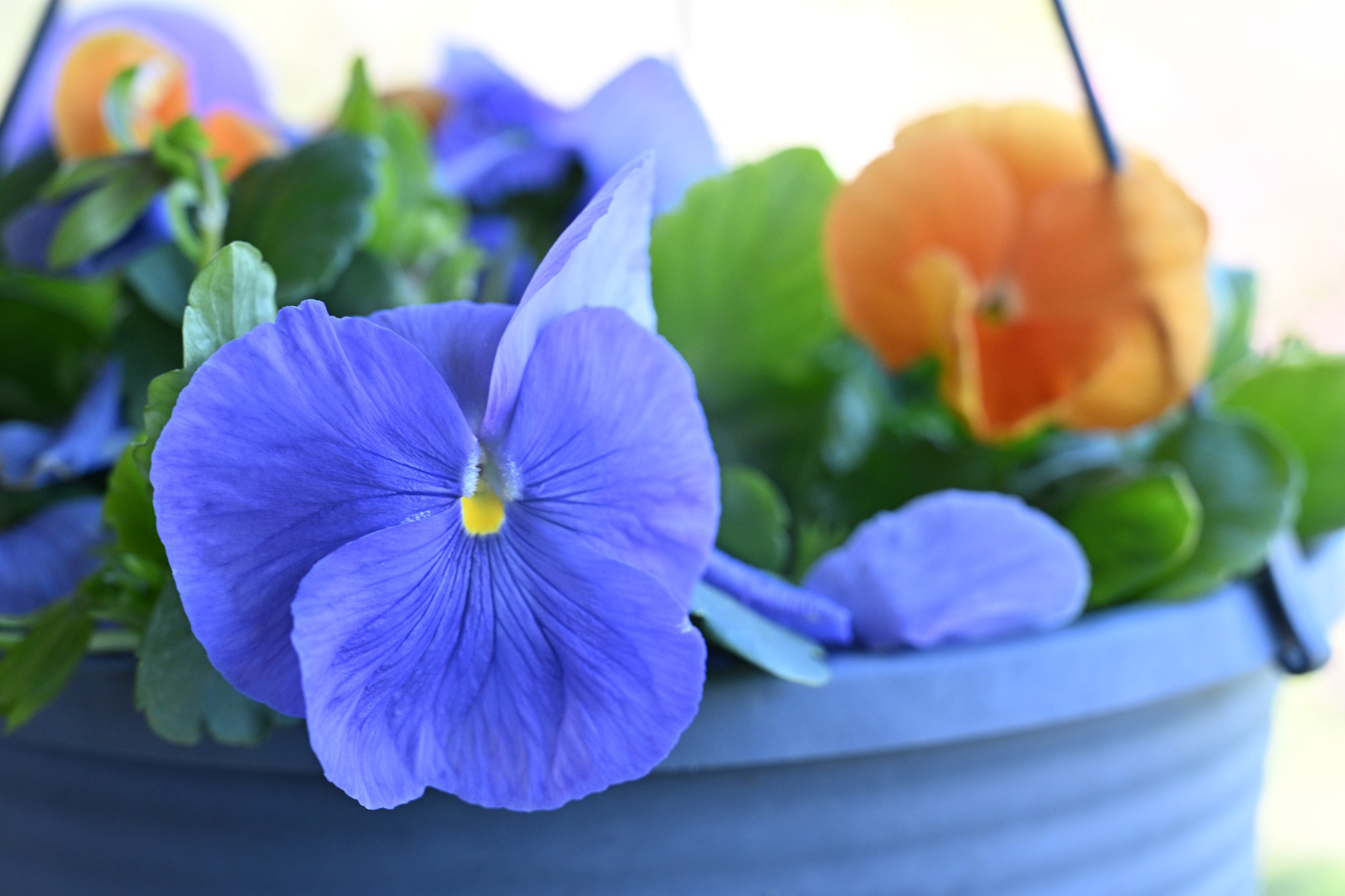 Violas
