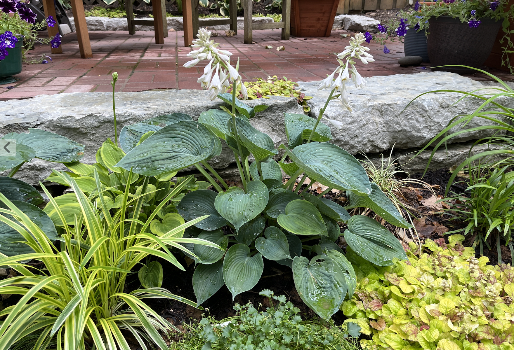 hostas