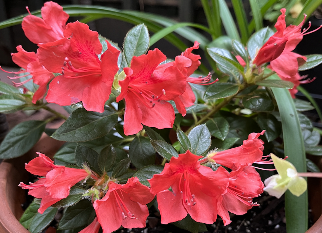 Perfecto Mundo Azalea orage