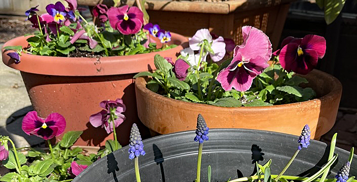 Pansies