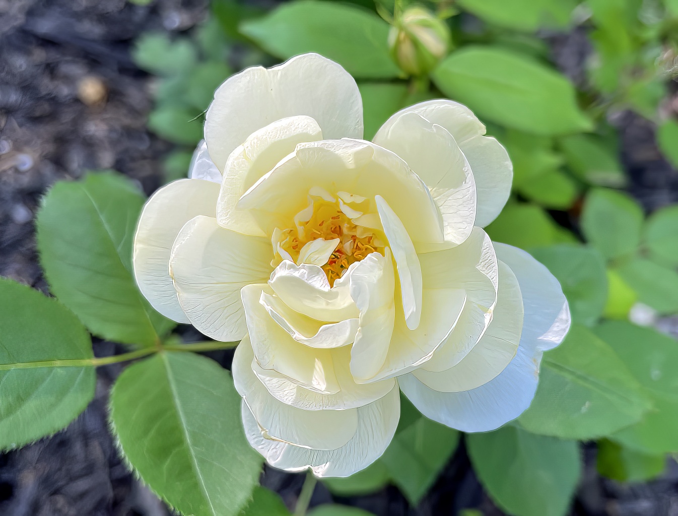 Vanessa Bell rose