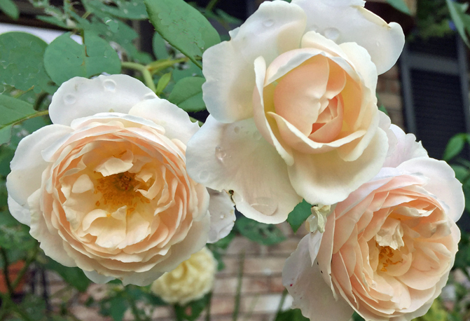 Desdemona rose