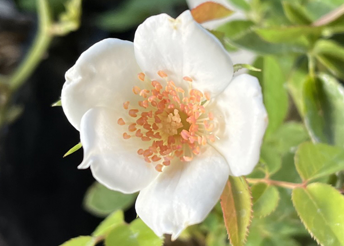 Grace Seward rose